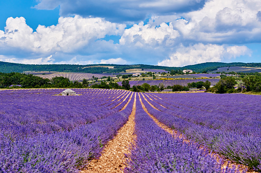 Lavender fields at sunny day, Provence, France.