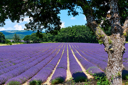 Close-up of lavender fields at sunny day, Provence, France.
