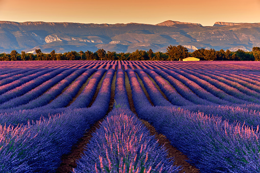 Lavender fields at sunset yellow sunbeam, Provence, France.