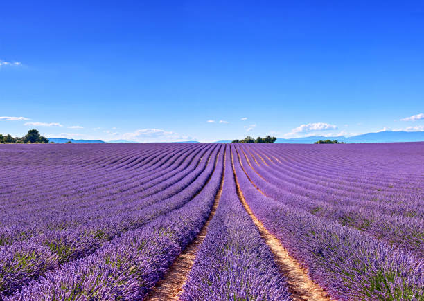 Lavender Fields Reflection Blue Sky, Provence, France stock photo