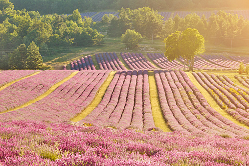 Aerial view of lavender fields at morning sunlight, Provence, France.