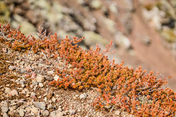 istock Plant on a rocky slope in Iceland 1398326005