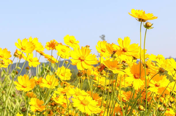 Close up of bright yellow star tickseed flowers (also known as Coreopsis pubescens) blossoming in a field Close up of bright yellow star tickseed flowers (also known as Coreopsis pubescens) blossoming in a field sunflower star stock pictures, royalty-free photos & images