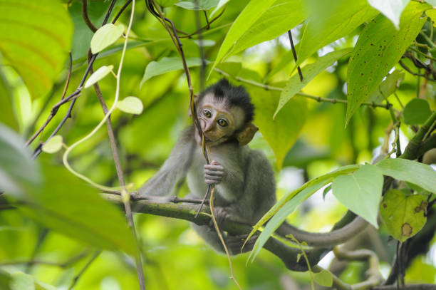 istock Monkey cub looking for food in tropical rain forest 1398326892