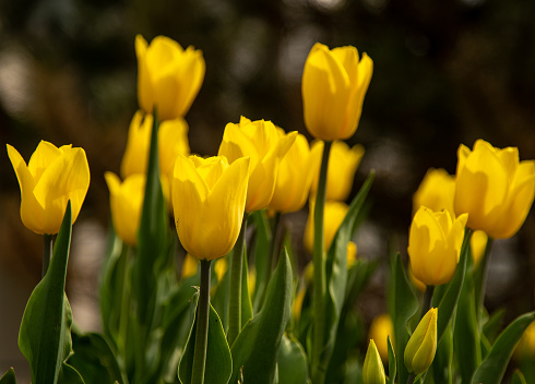 Yellow tulips in a flower bed. The tulip bud in garden. Beautiful simple spring flowers. Floral background. To grow plants. Gardening. Bush in the sun.