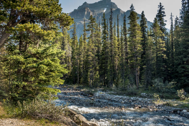 istock Tree root clings to the hillside Mosquito Creek Banff National Park Alberta Canada 1398327434