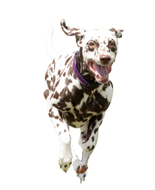 istock Dalmatian dog running against a white background 1398327494