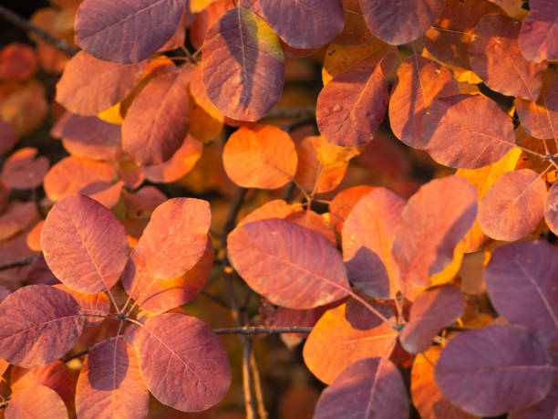 istock Orange-red leaves on a tree branch in sunlight. Beautiful autumn background 1398327574