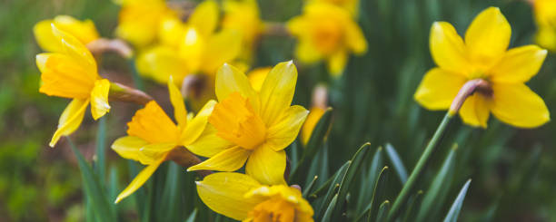 istock Yellow daffodils in the field, spring flowers. Wide panorama. 1398328391
