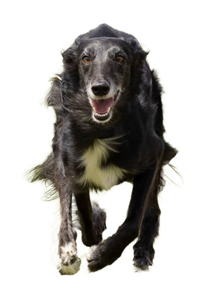 istock Silken windhound running against a white background 1398328412