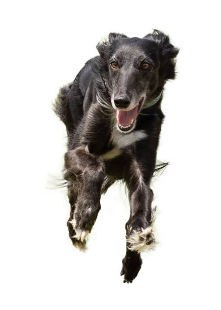 istock Silken windhound running against a white background 1398328417