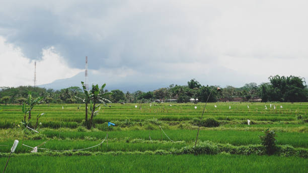 istock View of the rice fields and mountains 1398330105