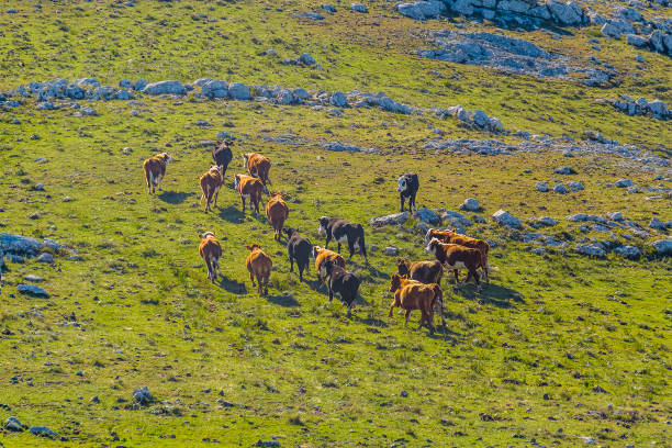istock Group of Cows at Field, Uruguay 1398330746