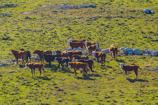 Shot of a herd of cows on a farm