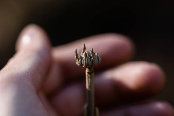 macro view of a hand caressing an ungrown bud