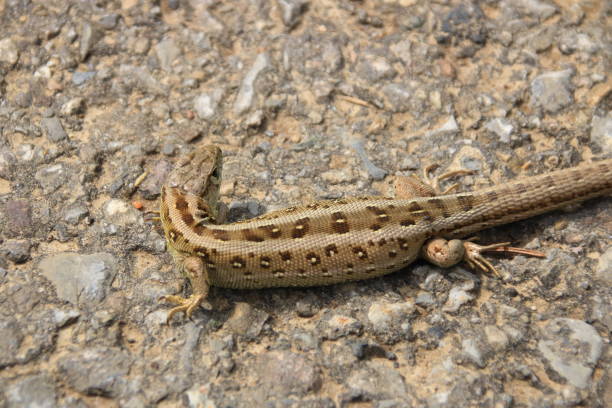 istock Lizard crawls across a dirt road 1398331816