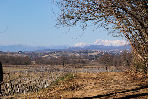 close up view of the vineyards in the countryside during the month of March at the beginning of spring season at daytime with clear weather and the clear light blue sky, view extending to the hills and the distant mountains with the peaks covered in snow, FVG region, Italy