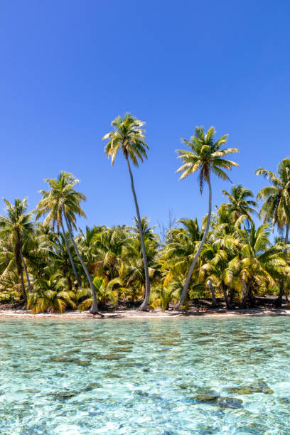 istock Paradise lagoon at Tahaa 1398333405