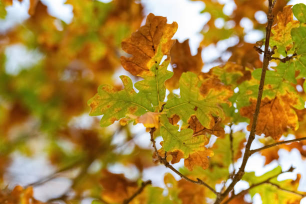 istock Colorful oak tree leaves touched by the autumn. 1398333469