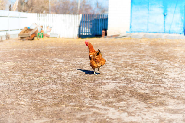 Hen chicken bird on country farm yard