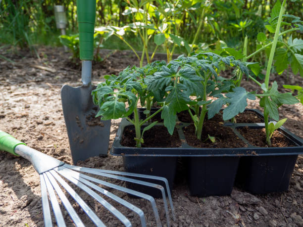 istock Tomato seedling in a greenhouse. Tomato seedling. 1398334235