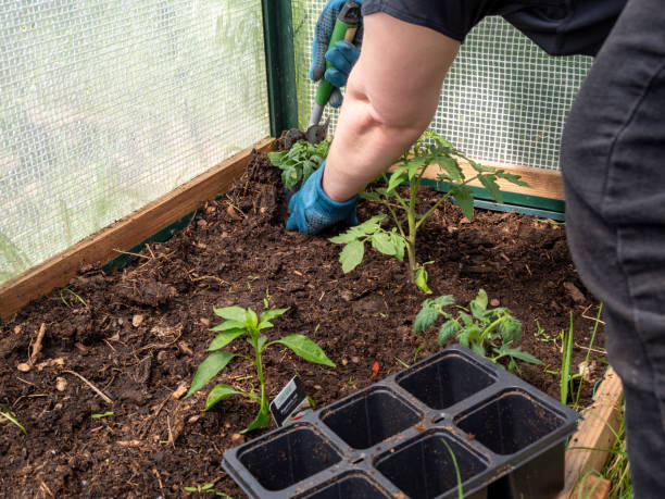 istock Tomato seedling in a greenhouse. Tomato seedling. 1398334263