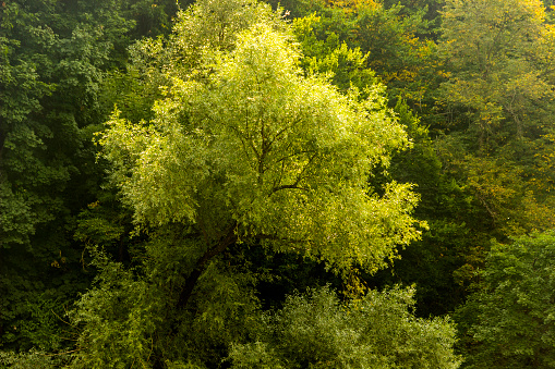 Full frame view of a beech tree top in Spring. The detailed structure and texture of the leaves and branches is clearly visible. The leaves glow in rich and vivid May green. Side view from slightly below.