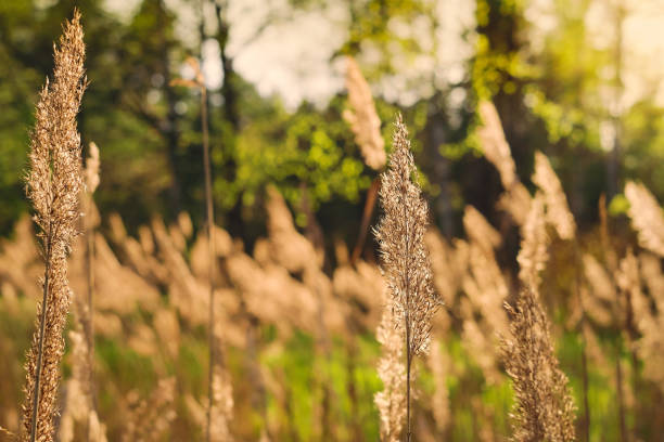 istock Stalks blowing in the wind at golden sunset light, dry grass, reeds. Selective soft focus on reeds, care for forest 1398337218