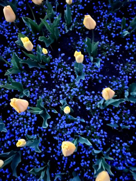 Yellow tulips and blue forget-me-not