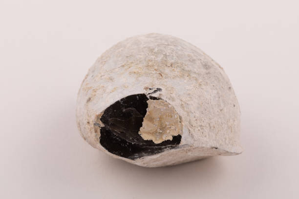 istock Flint Silica mineral found as nodule in Cretaceous chalk rock, UK 1398339750