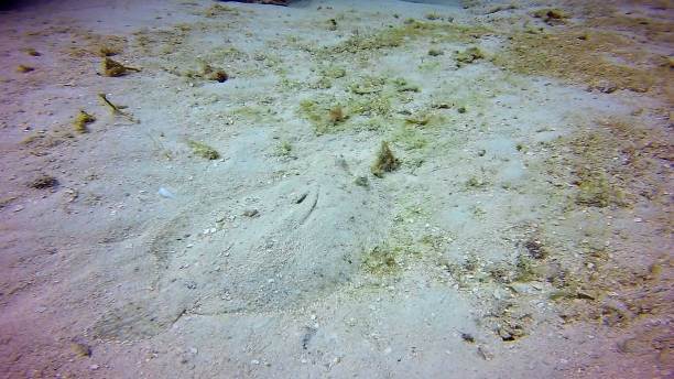 istock A Peacock Flounder (Bothus mancus) in the Caribbean Sea, Mexico 1398339925