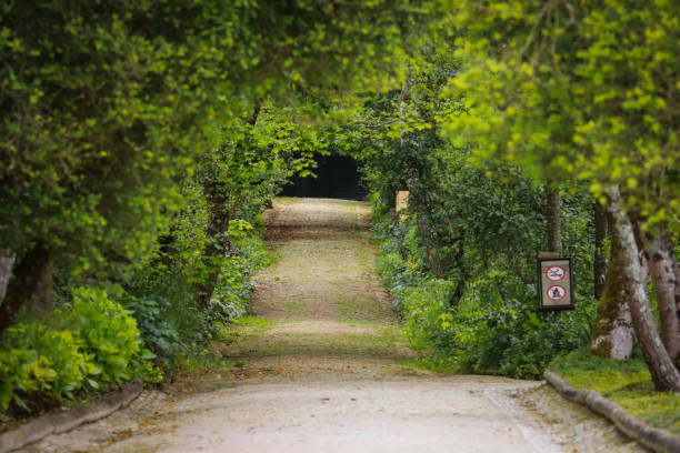 istock Amazing and relaxing path in the forest. hiking trail Surrounded by trees 1398340475
