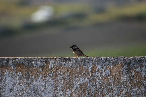 Sparrow on a wall in a spring day