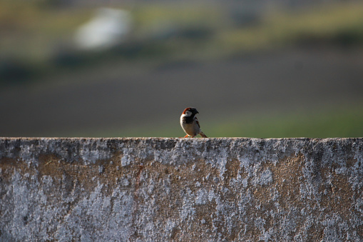 Sparrow on a wall in a spring day