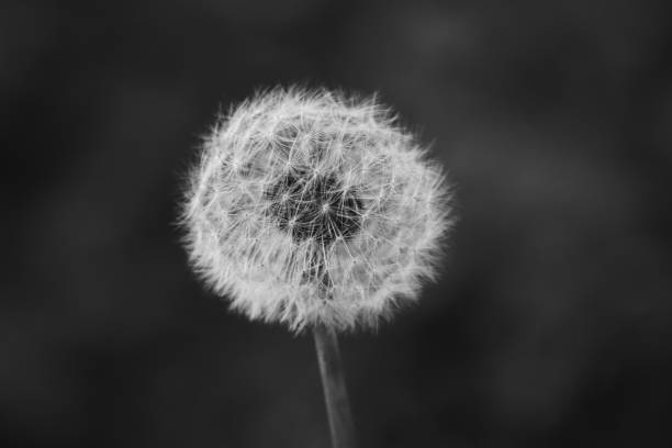 istock Closed Bud of a dandelion at the sunset 1398341109