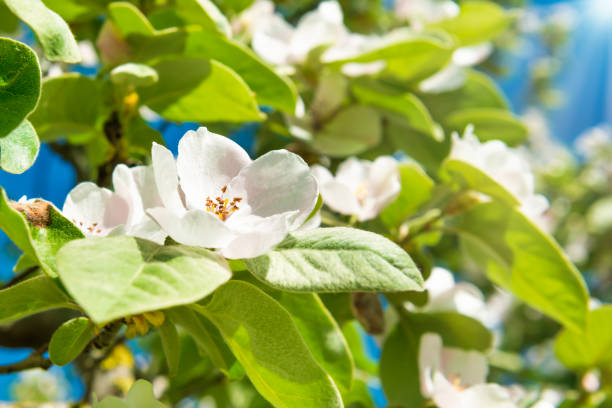 Blossom quince tree with white flowers stock photo
