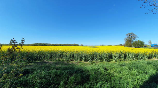 istock Rapeseed field with blue sky and small clouds 1398342664