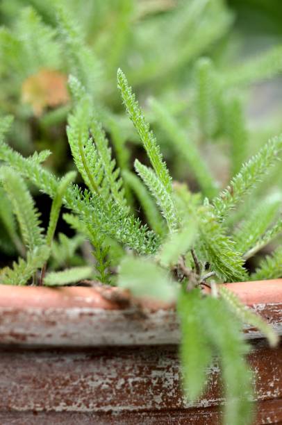 istock Achillea millefolion. 1398342737