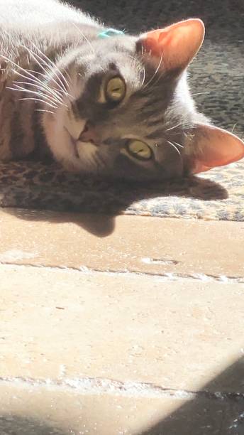 istock Cat laying in the sunshine 1398344241