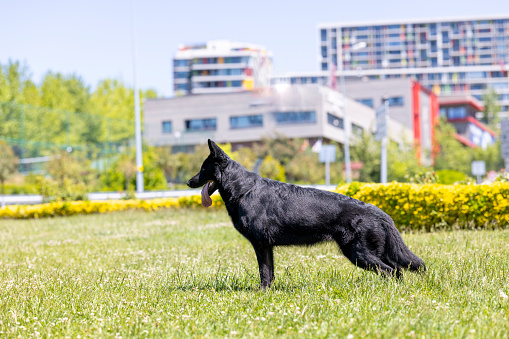Black German Shepherd Dog Portrait