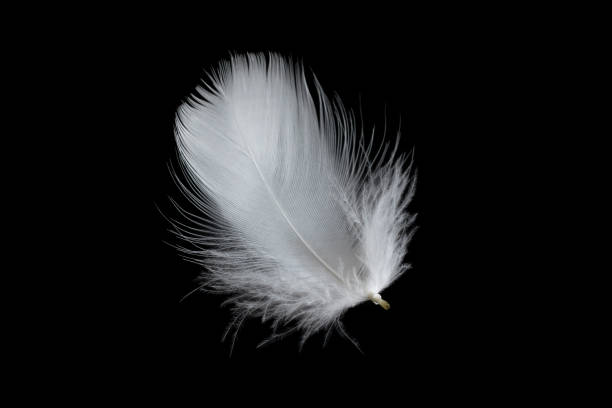istock white feather of a goose on a black background 1398344263