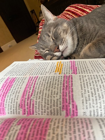 Gray tabby cat asleep on a Bible with verses highlighted in pink and orange