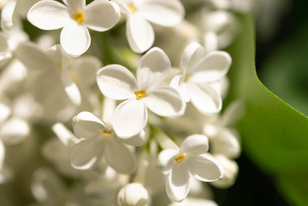 istock Flowers a white lilac close-up 1398344346