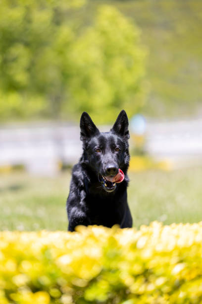 Black German Shepherd Dog Portrait