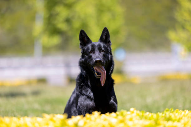 Black German Shepherd Dog Portrait