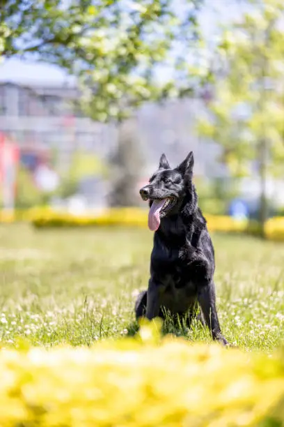 Photo of Black German Shepherd Dog Sitting on the grass