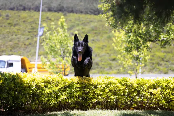 Photo of Black German Shepherd playing in the park