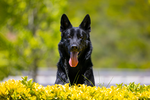 Black German Shepherd Dog Portrait