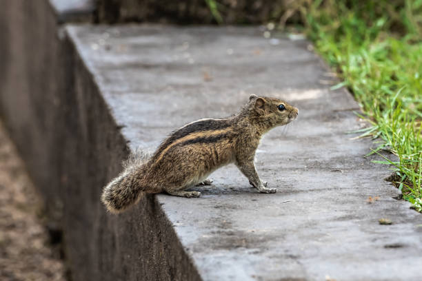 istock Palm squirrel on the edge of the lawn 1398345608