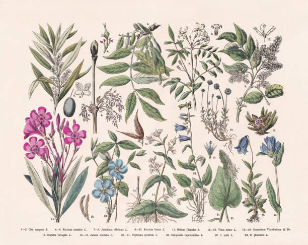 Flowering plants (Angiospermae, Oleaceae), hand-colored wood engraving, published in 1887 Flowering plants (Angiospermae, Oleaceae): 1-3) Olive tree (Olea europaea); 4-6) European ash (Fraxinus excelsior); 7-8) Jasmine (Jasminum officinale); 9-10) Manna ash (Fraxinus ornus); 11) Oleander (Nerium oleander); 12-13) Periwinkle (Vinca minor); 14-16) white swallow-wort (Vincetoxicum hirundinaria, or Cynanchum vincetoxicum); 17) Star flower (Orbea variegata, or Stapelia variegata); 18-19) Blue bonnet (Jasione montana); 20-21) Spiked rampion (Phyteuma spicatum); 22) Creeping bellflower (Campanula rapunculoides); 23) Austrian bellflower (Campanula pulla); 24) Clustered bellflower (Campanula glomerata). Hand-colored wood engraving, published in 1887. lupine flower stock illustrations
